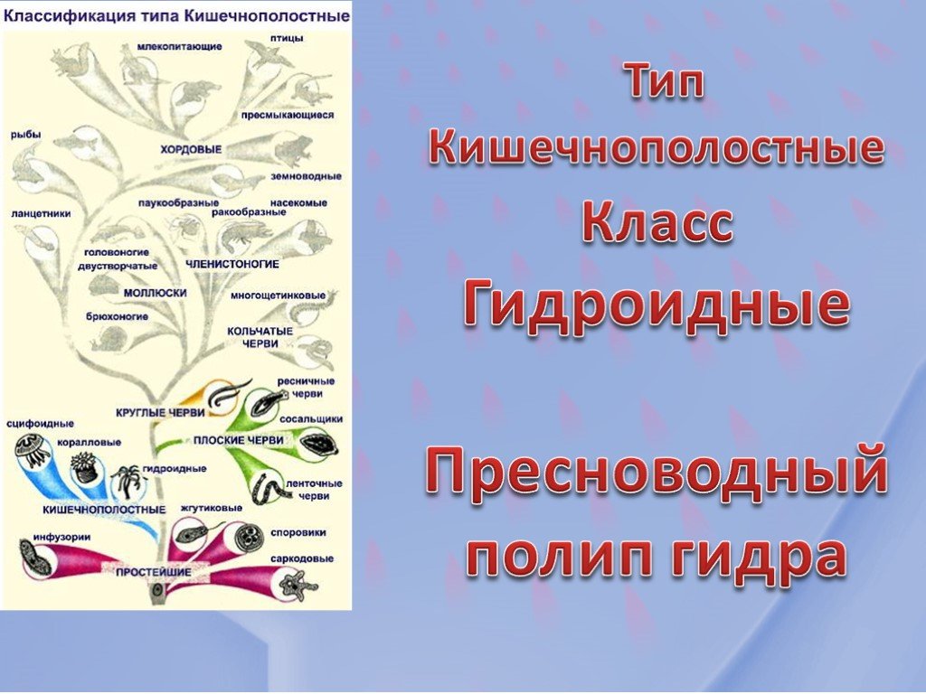 Действующие ссылки на кракен