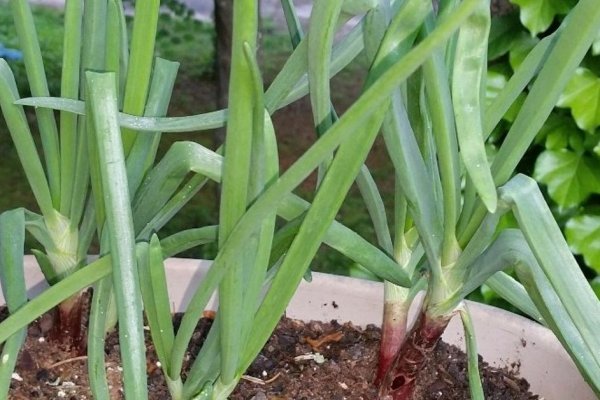 Сайт вместо гидры