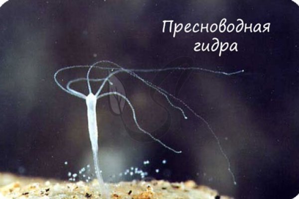 Рабочий кракен
