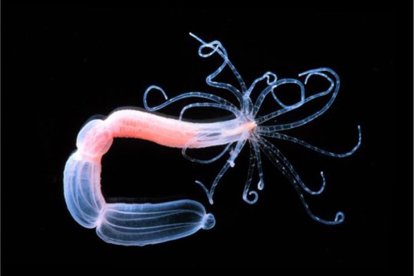 Кракен маркет что это такое